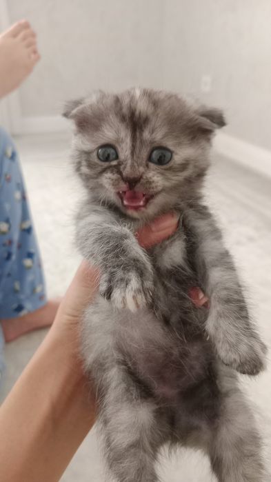 Котенок маленький