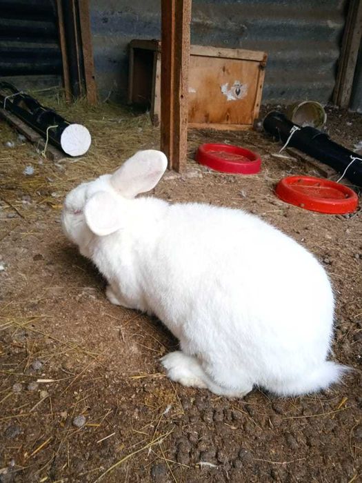 Продам кролика-самца паннона