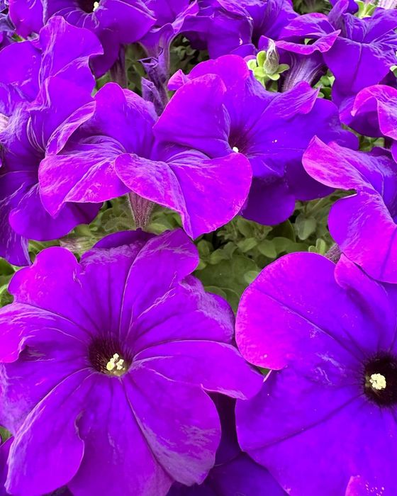 Петуния рассада цветы