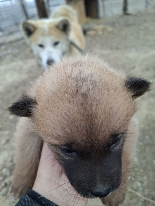 Сиба ину чисто кровные