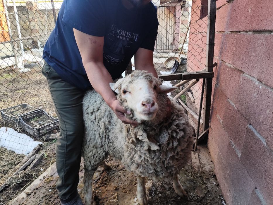 Кошкар, баран, ысек