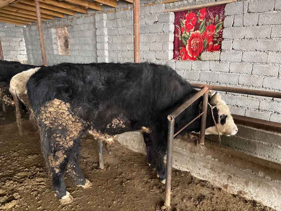 Бордақы бұқалар сатылады