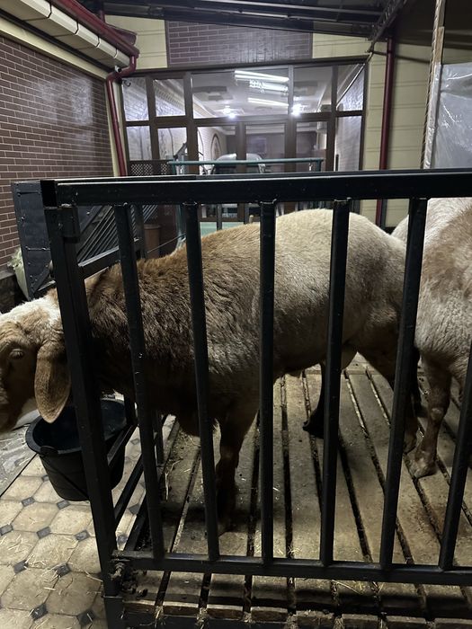 Куйлар сотилади