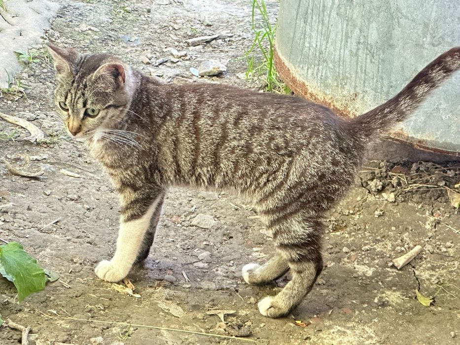 Un ghem mic de iubire își caută acasă
