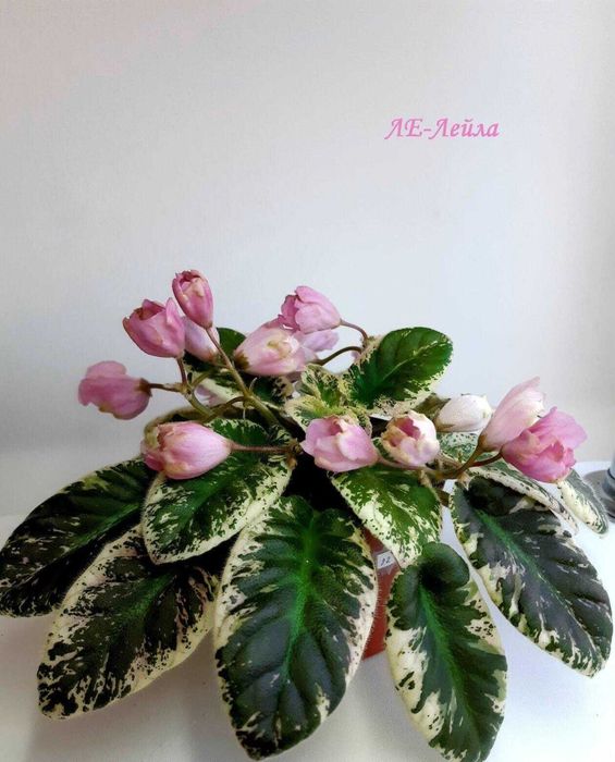 Продам листья сортовых фиалок