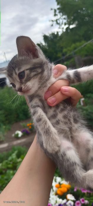 Котята   бесплатно