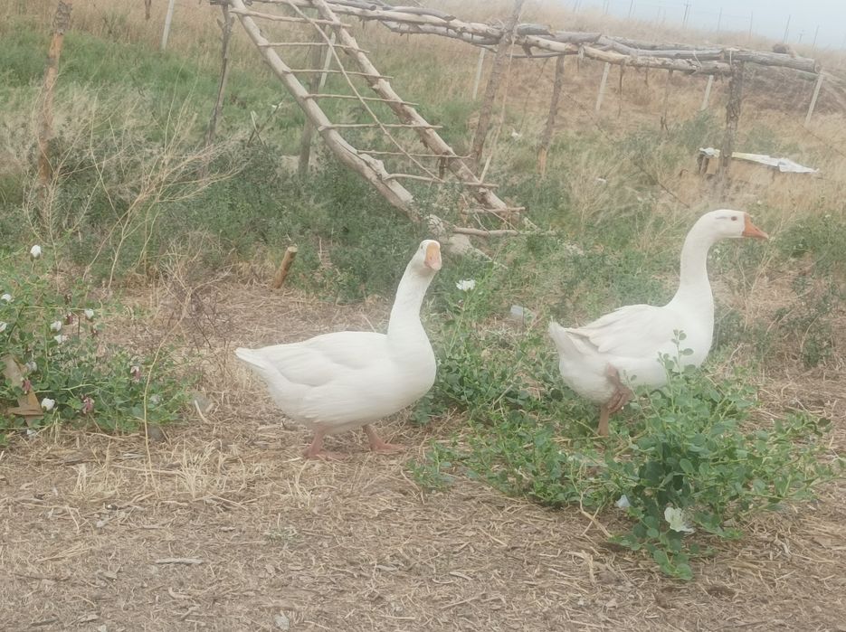 Gʻoz 2 ta kurka 4 ta sotiladi manzil Jizzax zomin Toshkentga dastafka