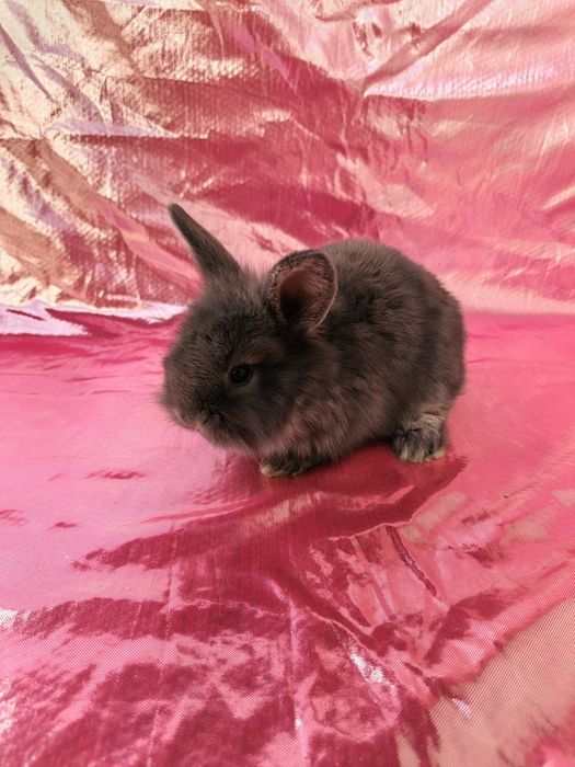 Продаются карликовые крольчата. Karlik quyon bolalari sotiladi