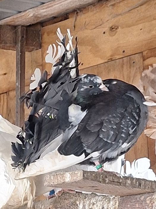 Porumbei rotați/curcani