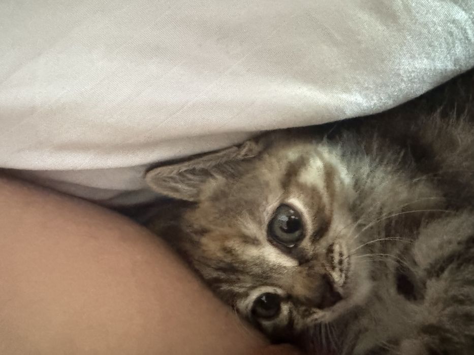 Отдам котенка 2,5 меяца