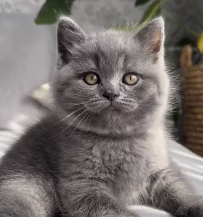 British shorthair