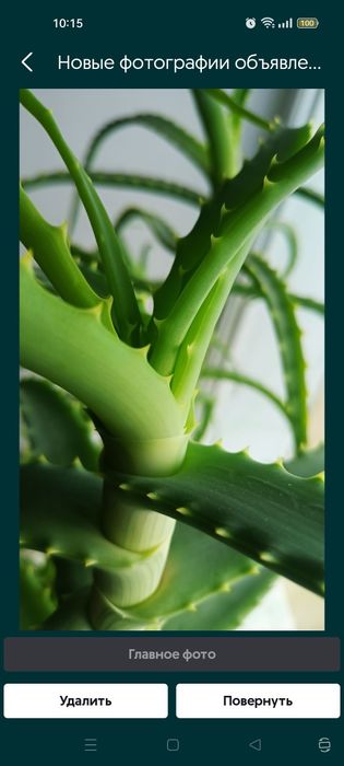 АЛОЭ древовидное лечебное