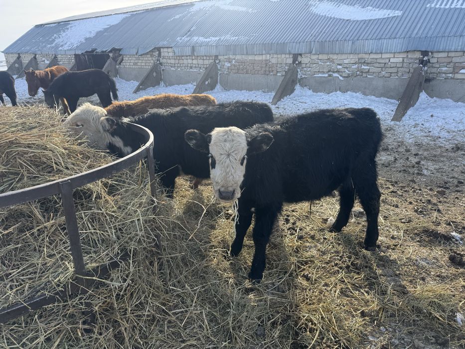 Продам подсосов.