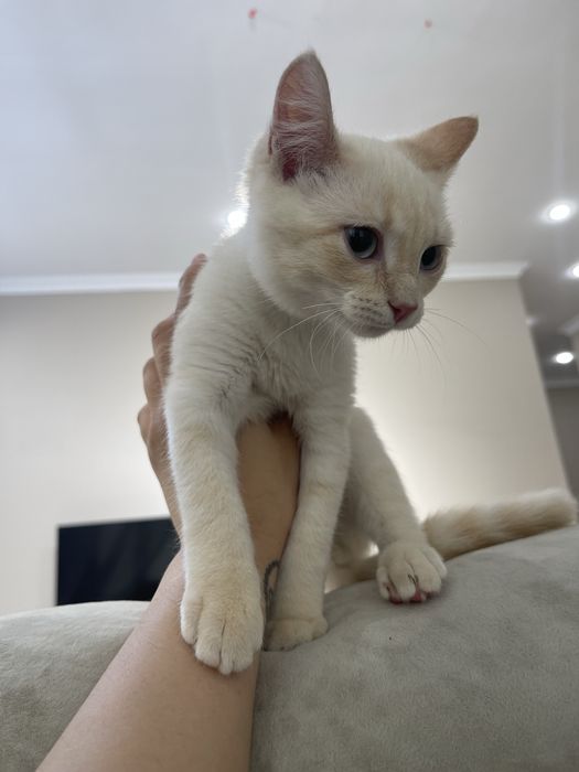 Домашние котята
