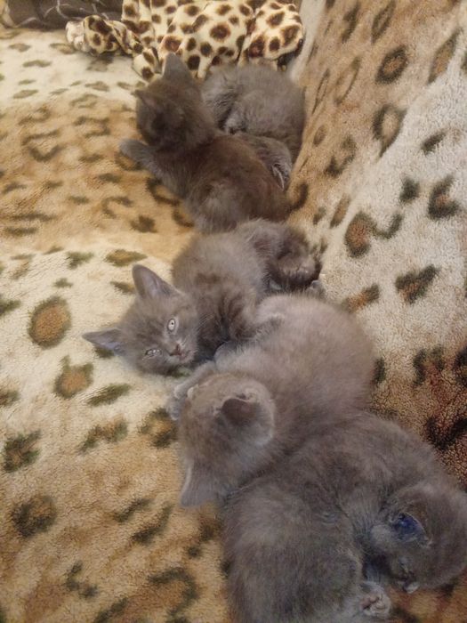 Отдам котят в хорошие руки