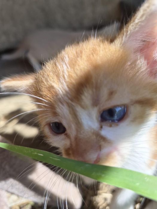 Pisicute spre adoptie