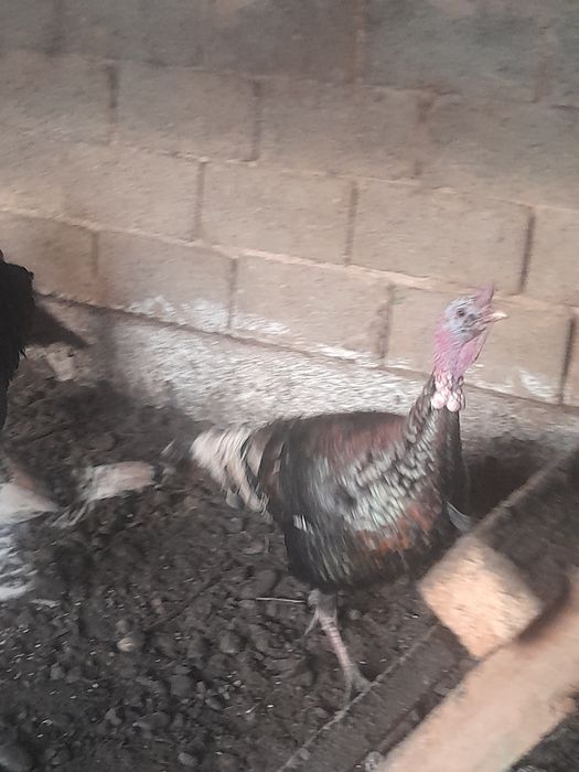 Еркек индюк сатылады