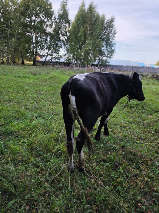 Продам бычка 700тысяч
