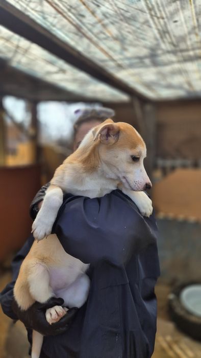 Отдам щенка в добрые руки