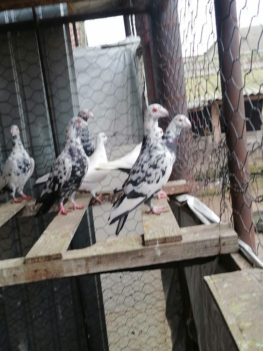 Vând porumbei mai multe rase