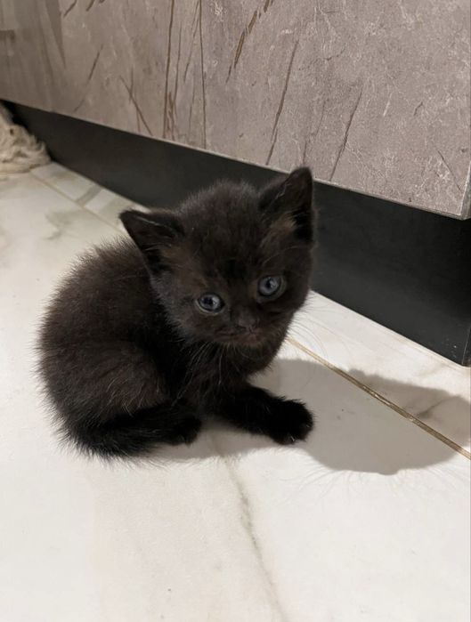 Бесплатно британские шиншиллы