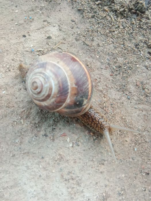 Улитки виноградные