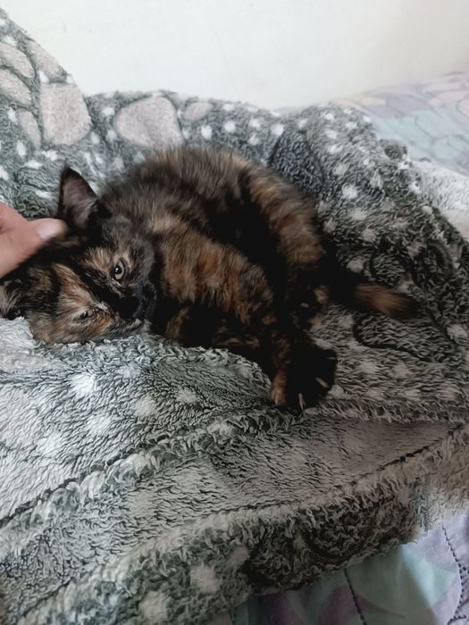 Котята в хорошие руки