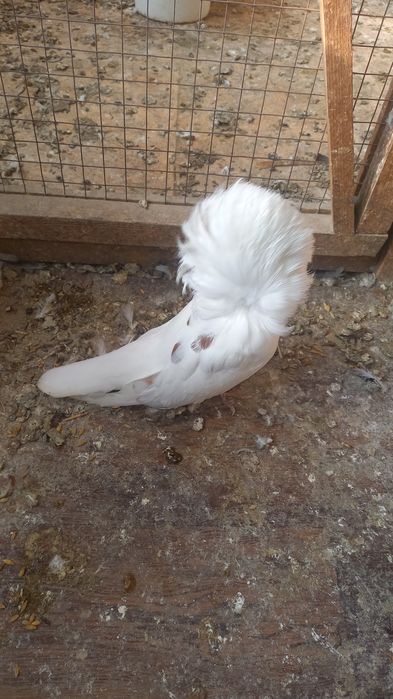 Голубь якобин самец