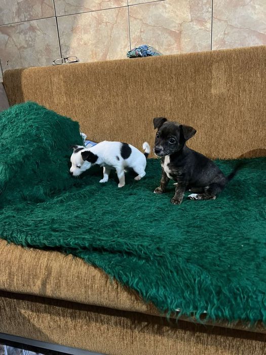 Куче пинчер-чихуахуа