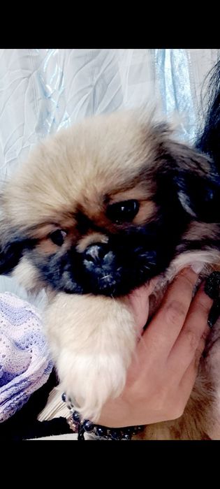 Щенок пекинес. МАЛЬЧИК.