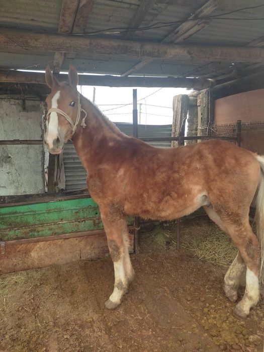 Дончак сатылады‼️