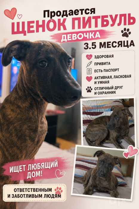 Питбуль 3,5 месяца ищет семью и дом