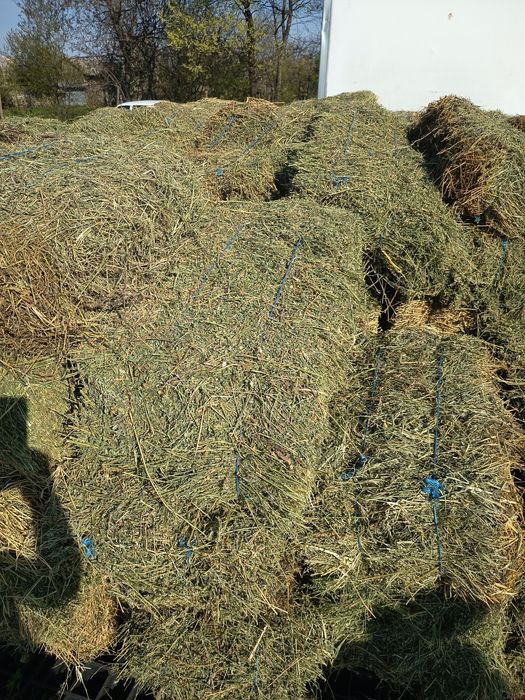 Lucernă de vânzare