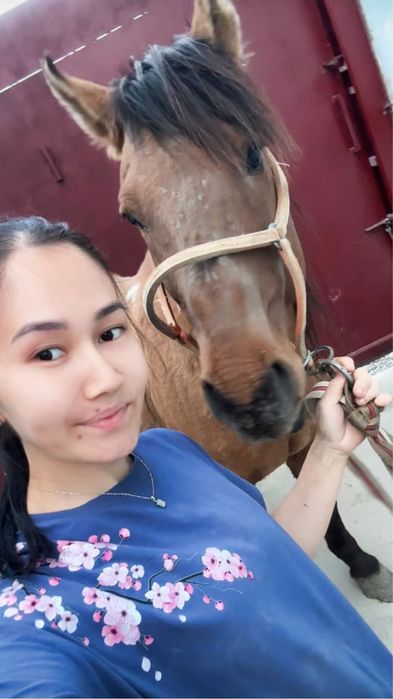 Айғыр мінгі сатылады