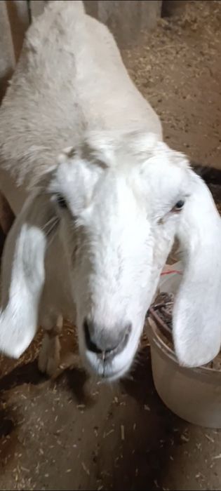 Зотли етук бугоз она эчки сотилади.