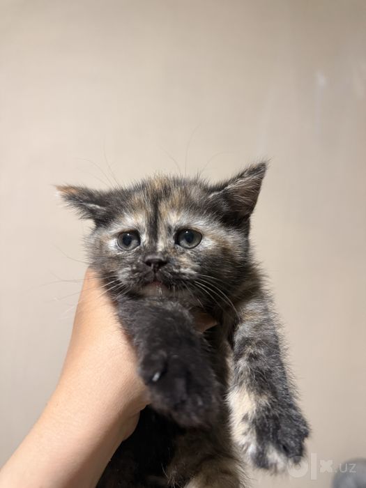 Mushuklar Scottish fold va Scottish strayt