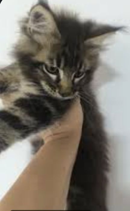 Мейн кун очаровательные котята