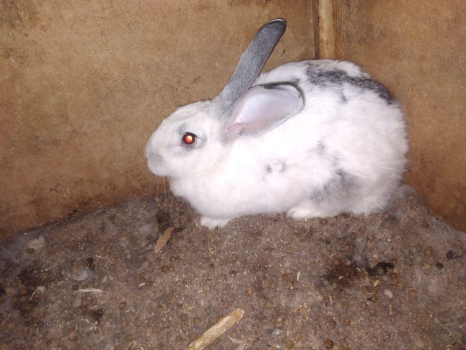 Крольчихи бабочка