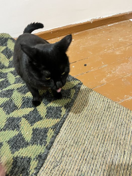 Bir oylik xomilador mushuk hadyaga beriladi mehribon qo’llarga