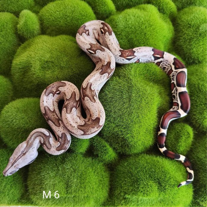 Boa Constrictor Constrictor( boa cu coada rosie adevarata ).