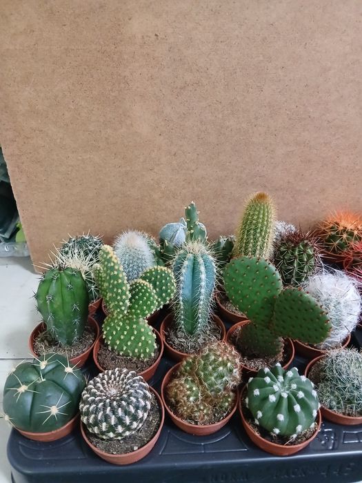 Кактусы микс разные