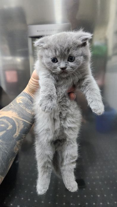 Продаются котята