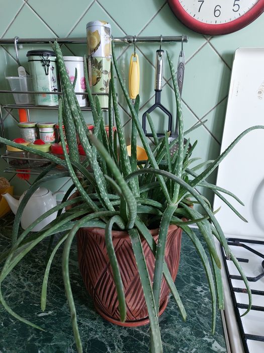 Алое вера в горшке