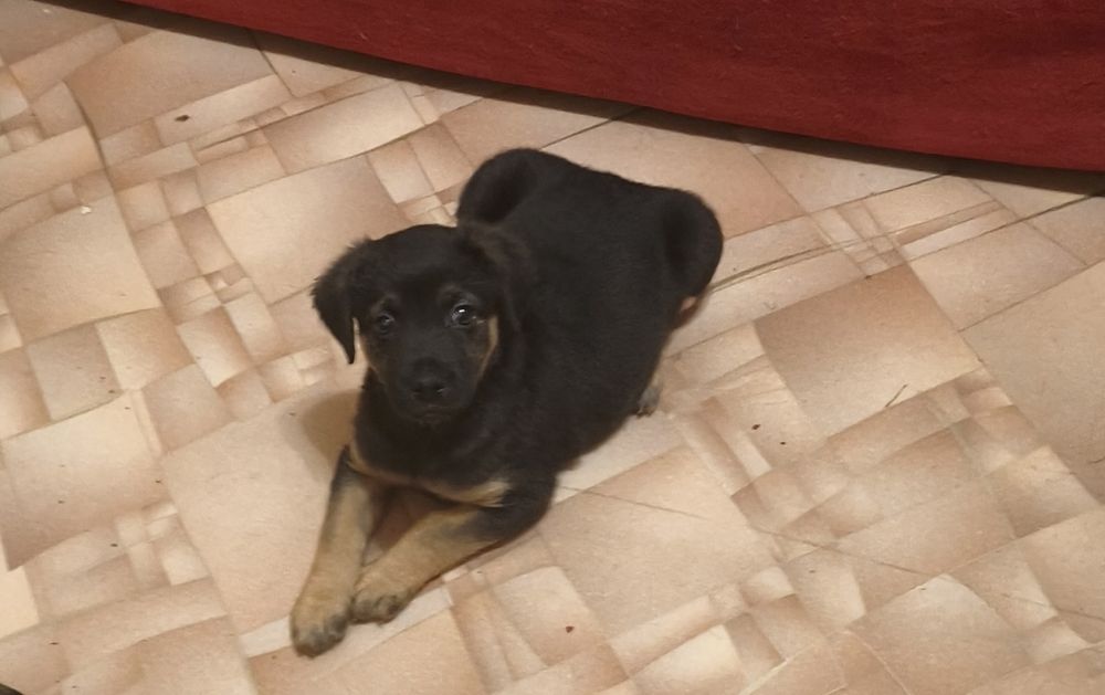 Отдам щенков в любищие руки