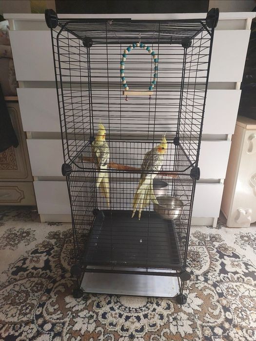 Корелы ручные большой клеткой