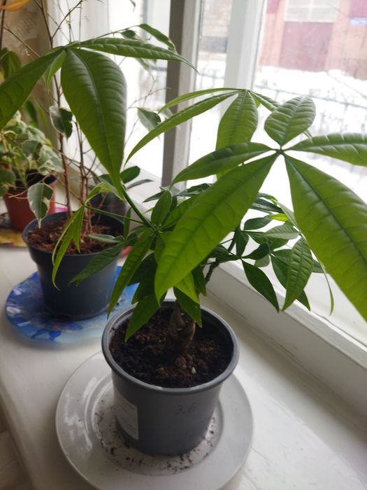 Комнатные цветы продам