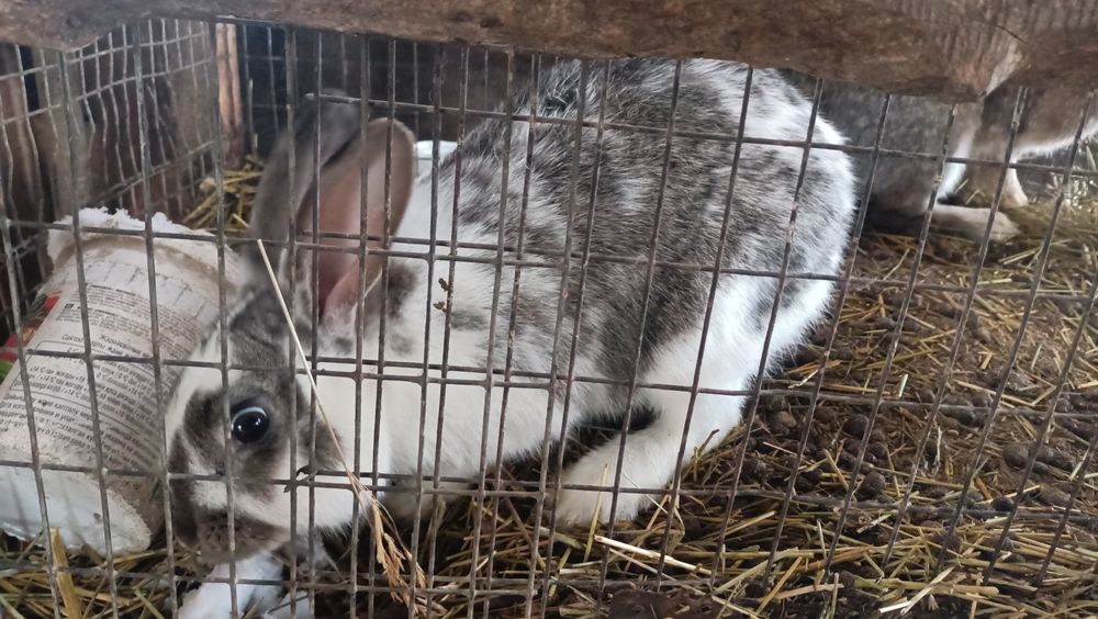 Продам кроликов парней