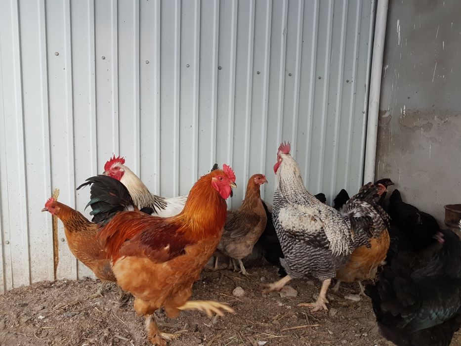 Продам молодых петухов.