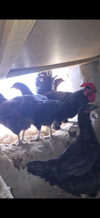 Qorashoxzada dakan induk avstrelop tuximi