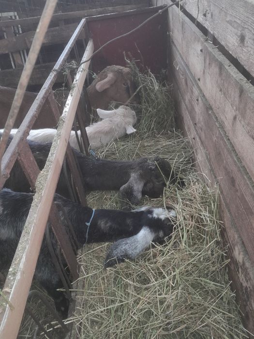 2  Capre de lapte și 7  iede